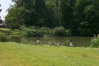Lake and geese