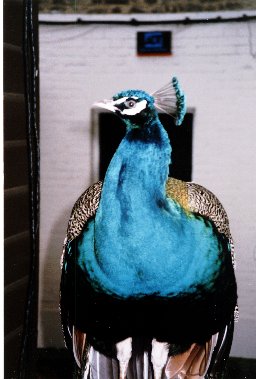 Blue - the Cobham Park peacock